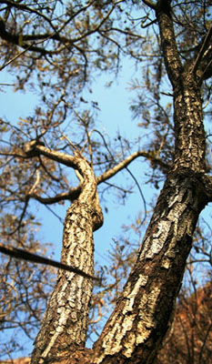 P africanum branches: Photographed by Johannes Vogel